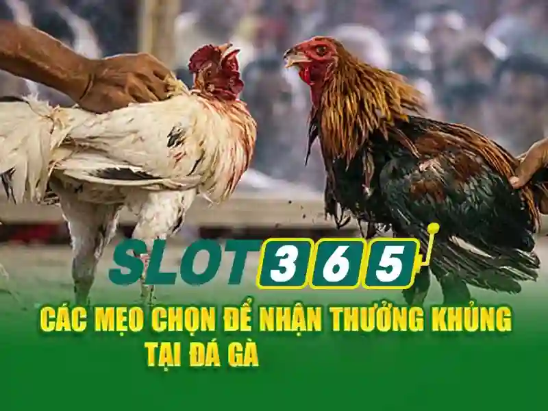 Kinh Nghiệm Chơi Slot365