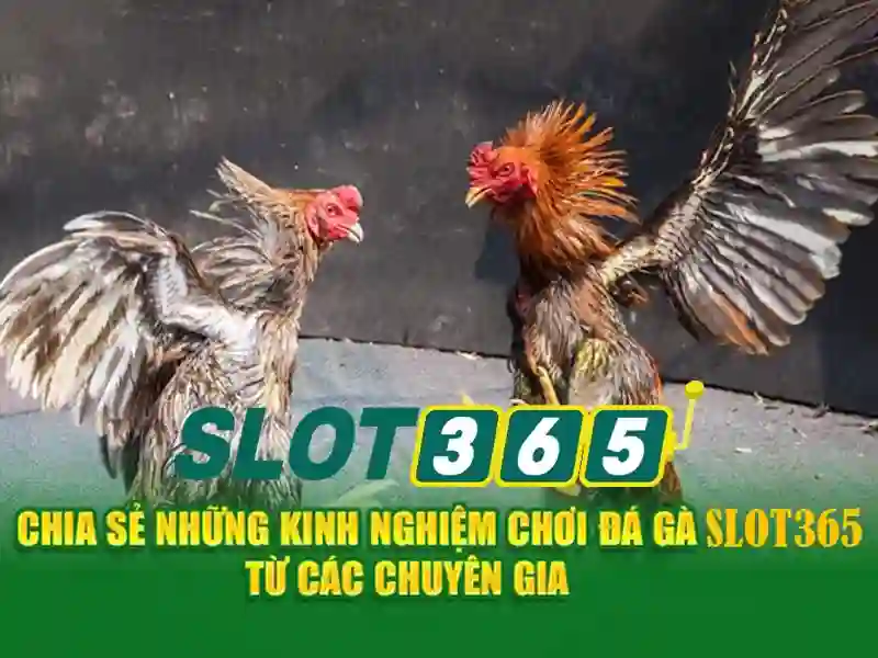 SLOT365 – Link Vào Trang Chủ Slot365 Chính Thức Không Bị Chặn 2026