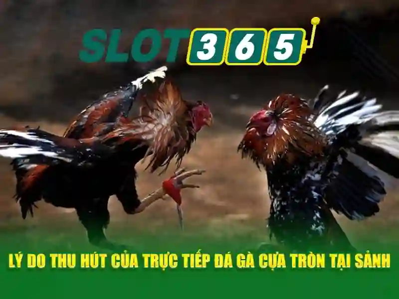 SLOT365 – Đăng Nhập Slot365 Nhanh Chóng – Trò Chơi Slot365 Đa Dạng – Casino Slot365 2026