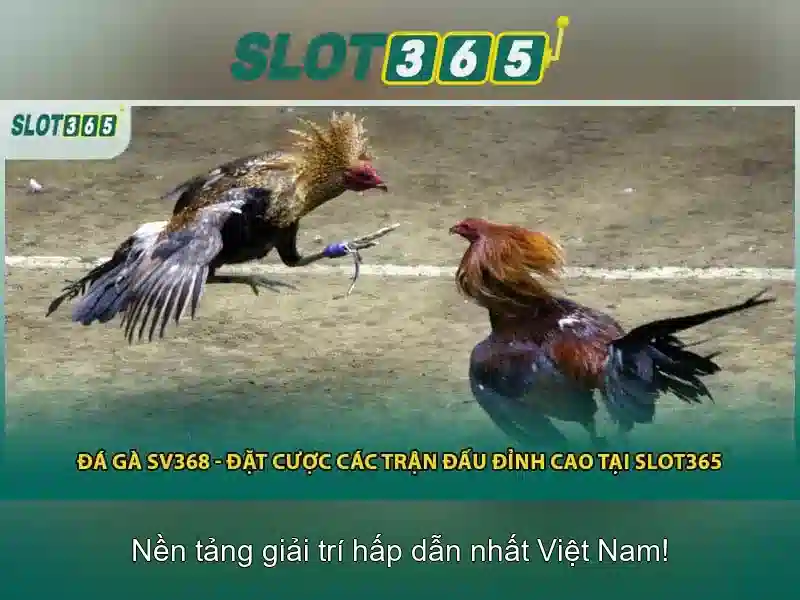 Đánh Giá Slot365